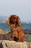 KING CHARLES SPANIEL 043